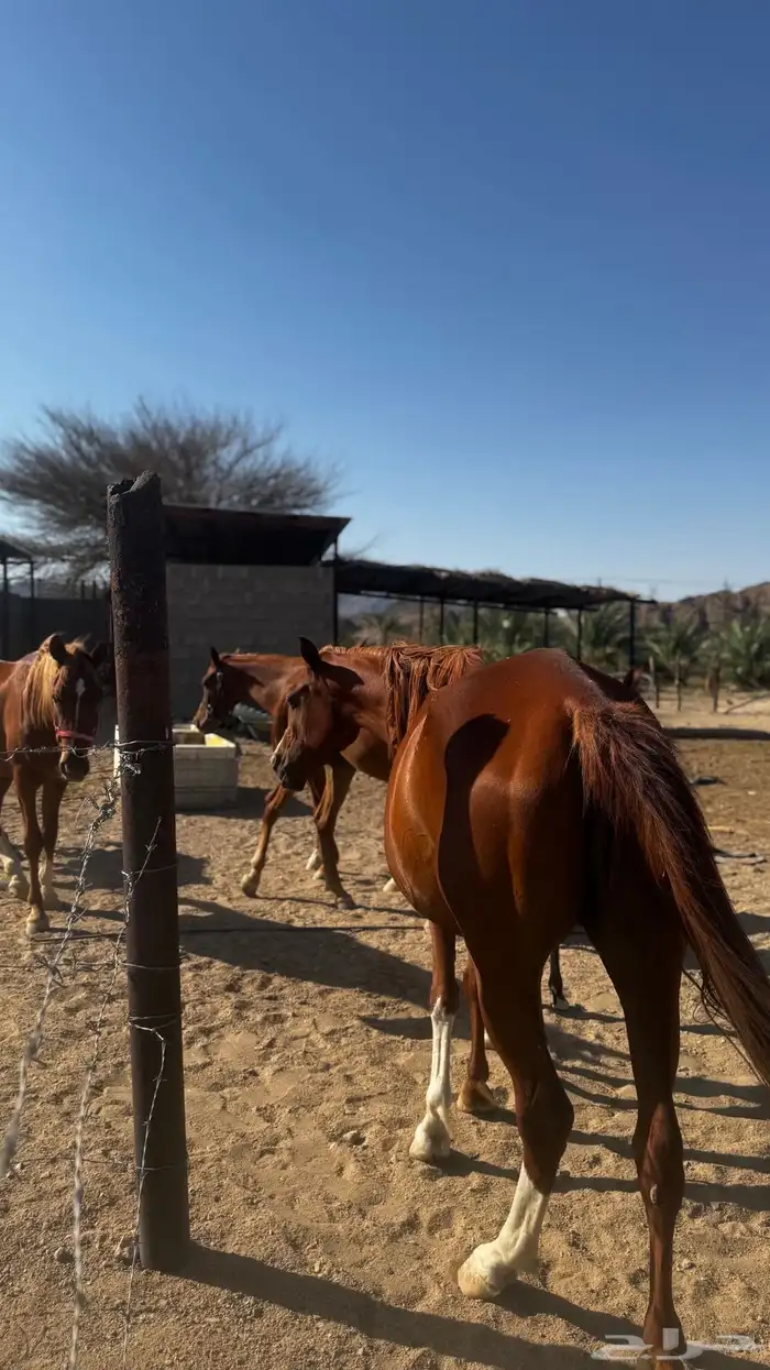 خيل وبنتها للبيع ابنت دريم بدون اوراق 1