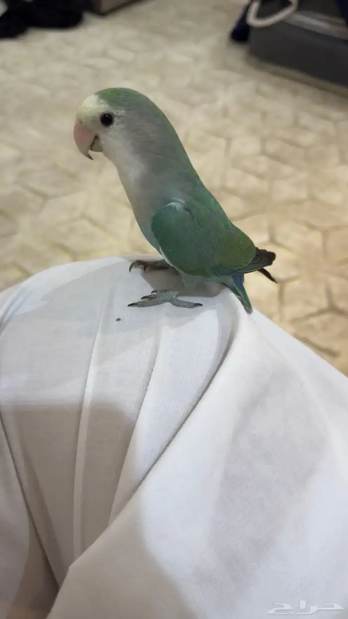 جوز روز 0