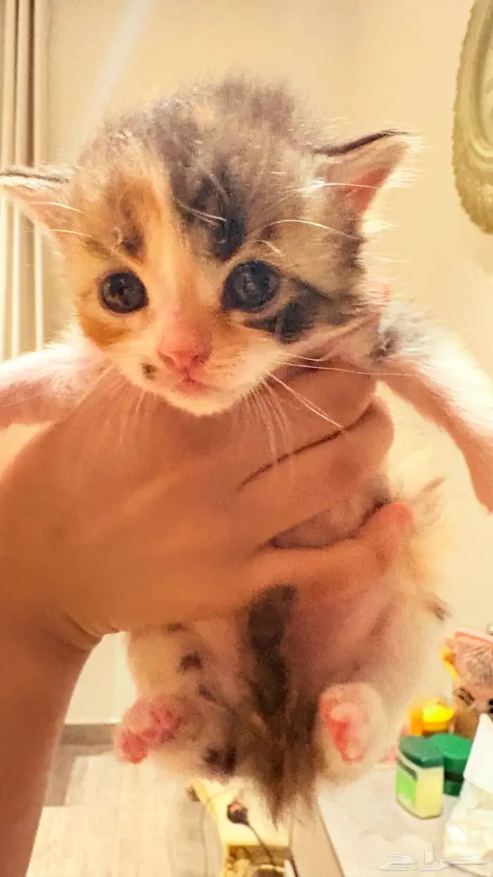 ل التبني شرط واحد يخاف الله 0