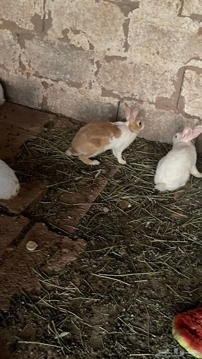 ارانب للبيع صحة ممتازه منتجه 3