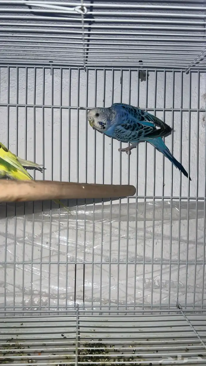 جوز بادجي للبيع مستعجل 4