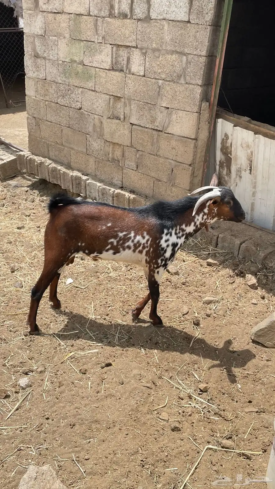 تيس 3