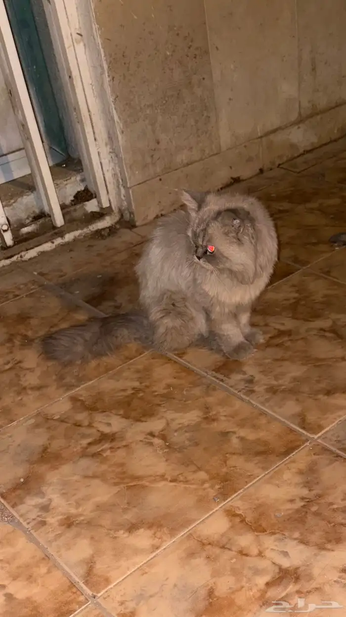 للتبني شيرازيه 0