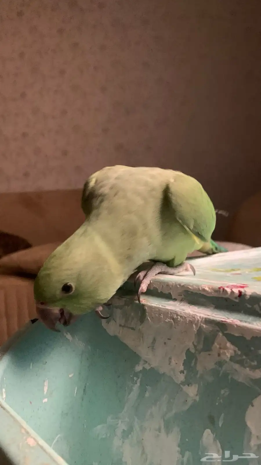 للبيع درة انثى 2