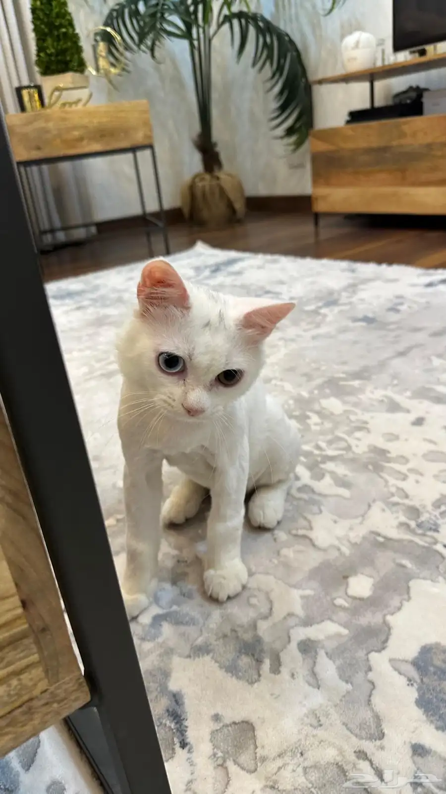 cat for adoption 3