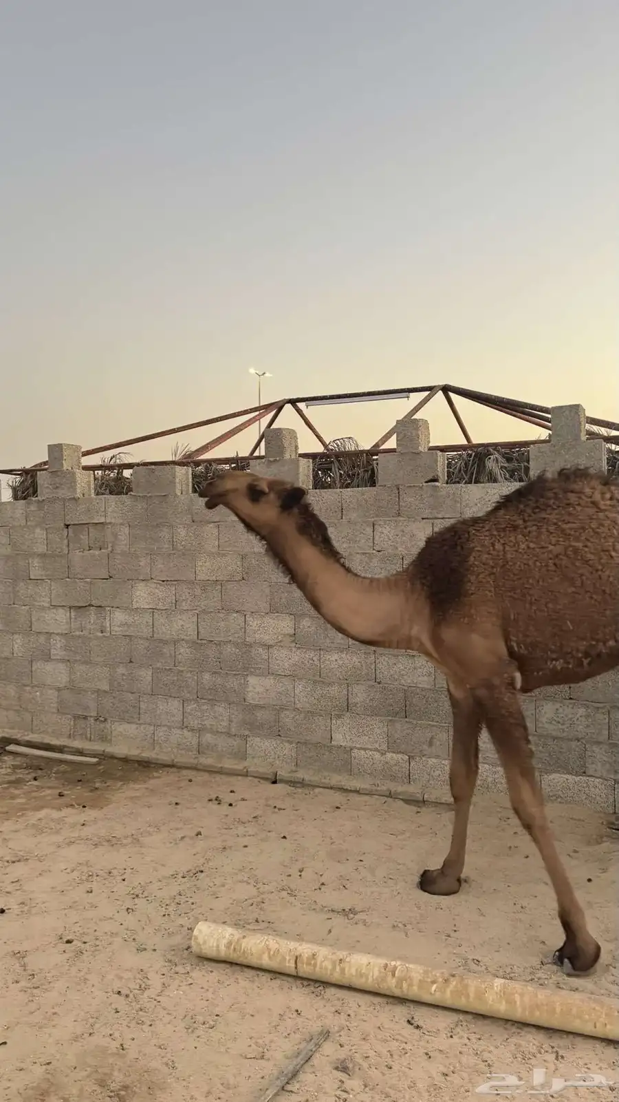 قعود للبيع 2