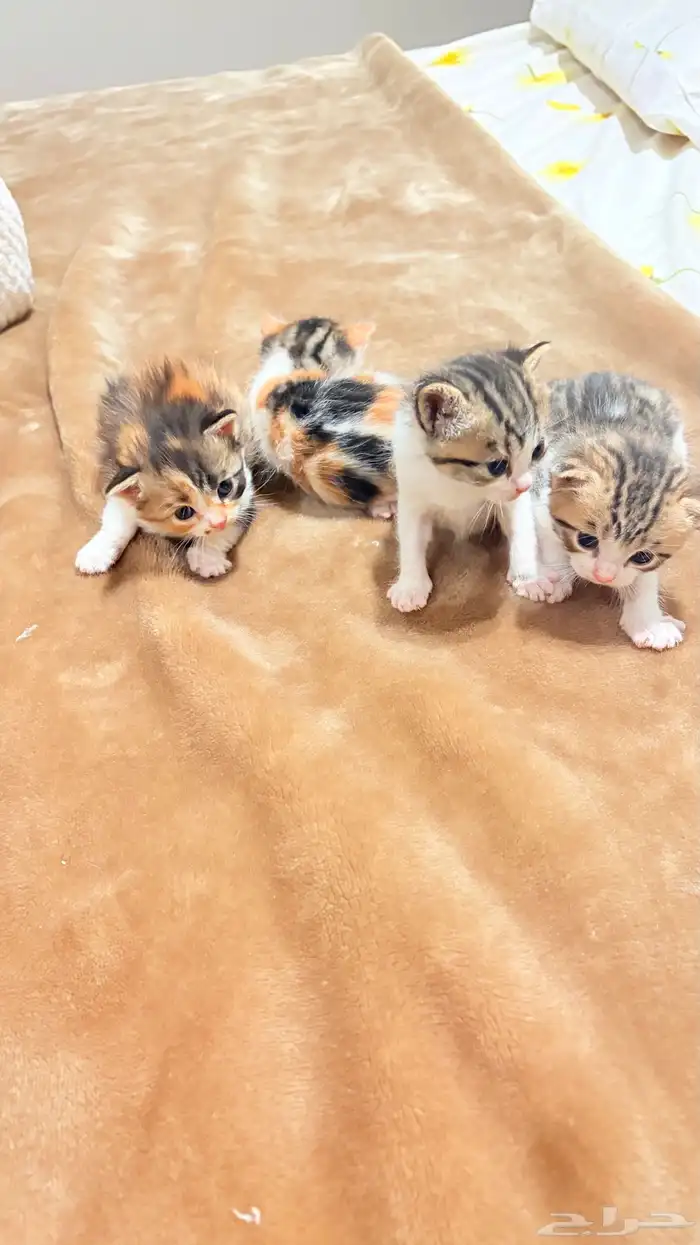 ل التبني شرط واحد يخاف الله 2