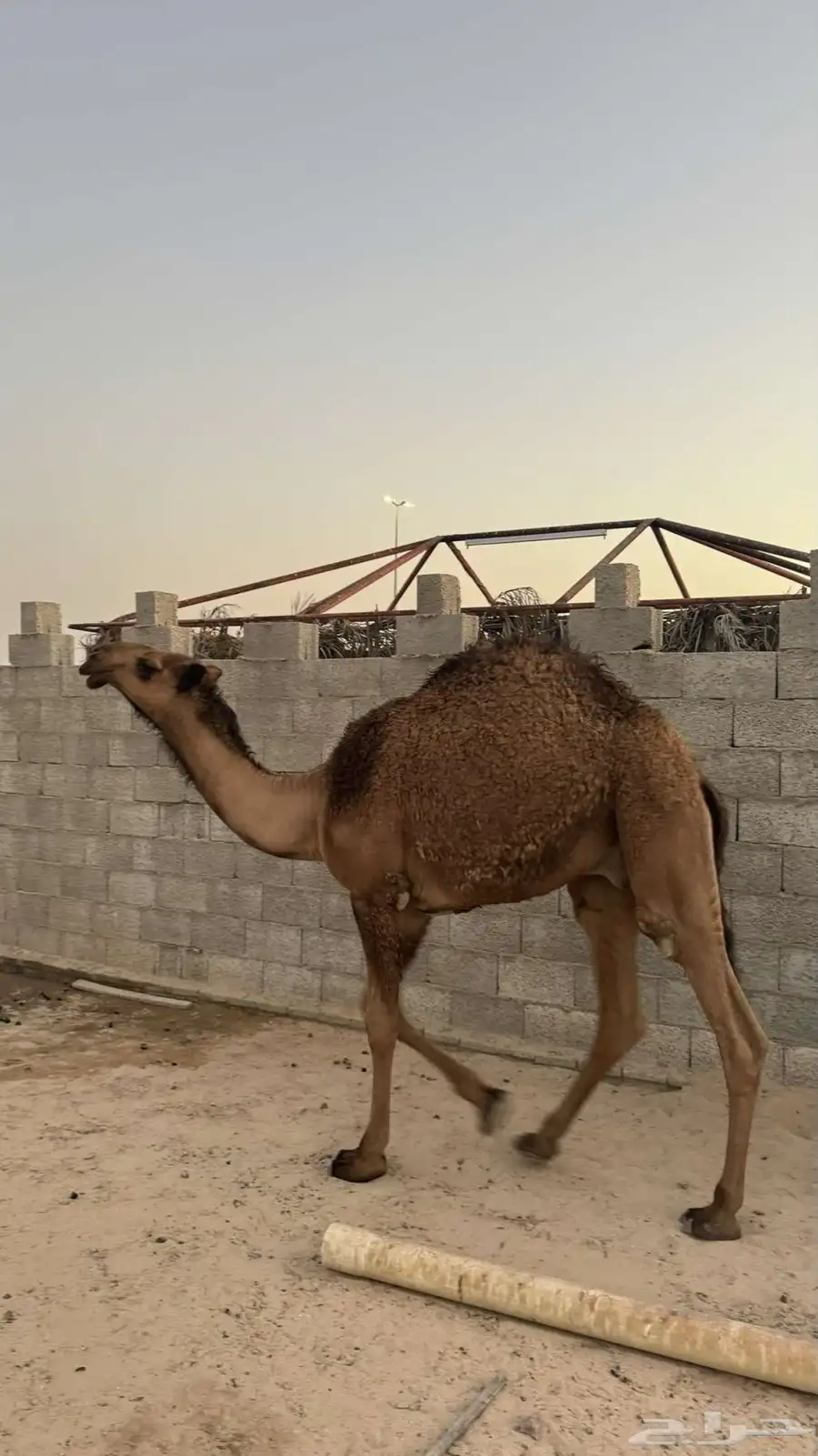 قعود للبيع 3