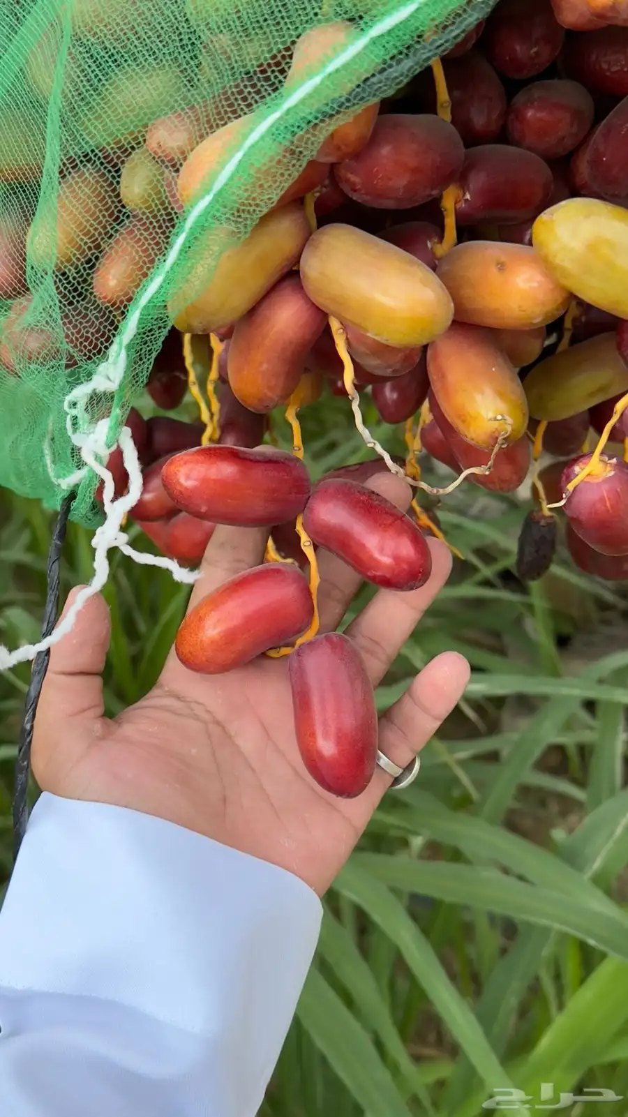 تمر صفاوي نظيف شرط حبه كبير 0