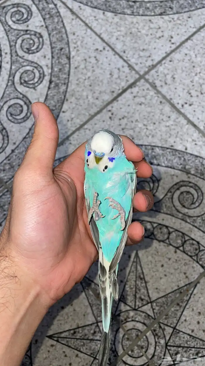 زوج بادجي 3