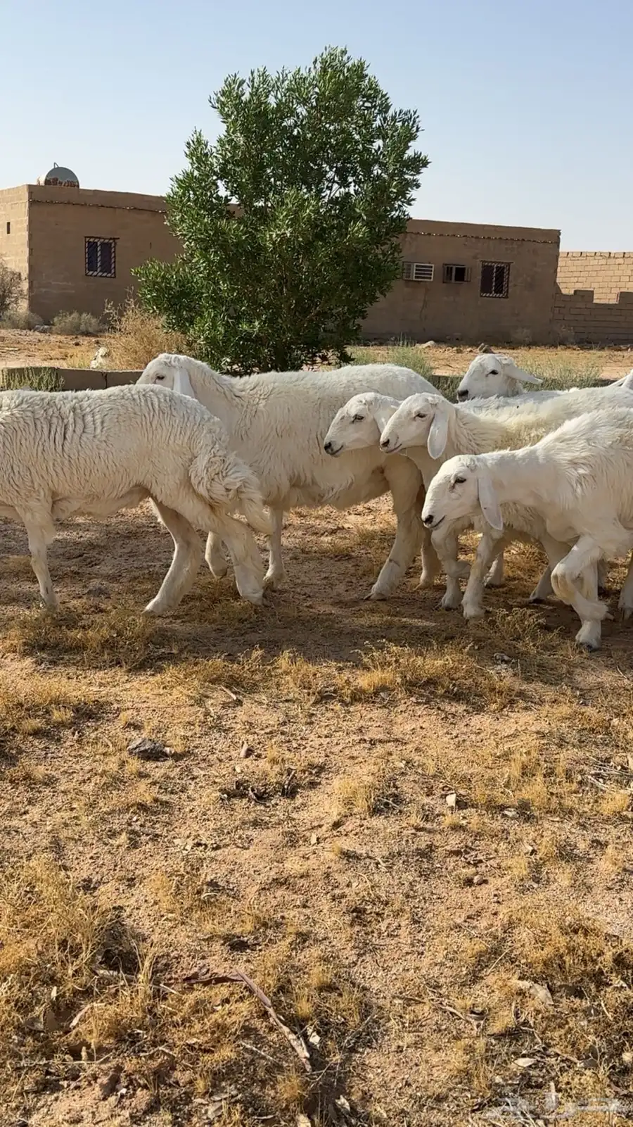 تم البيع 2