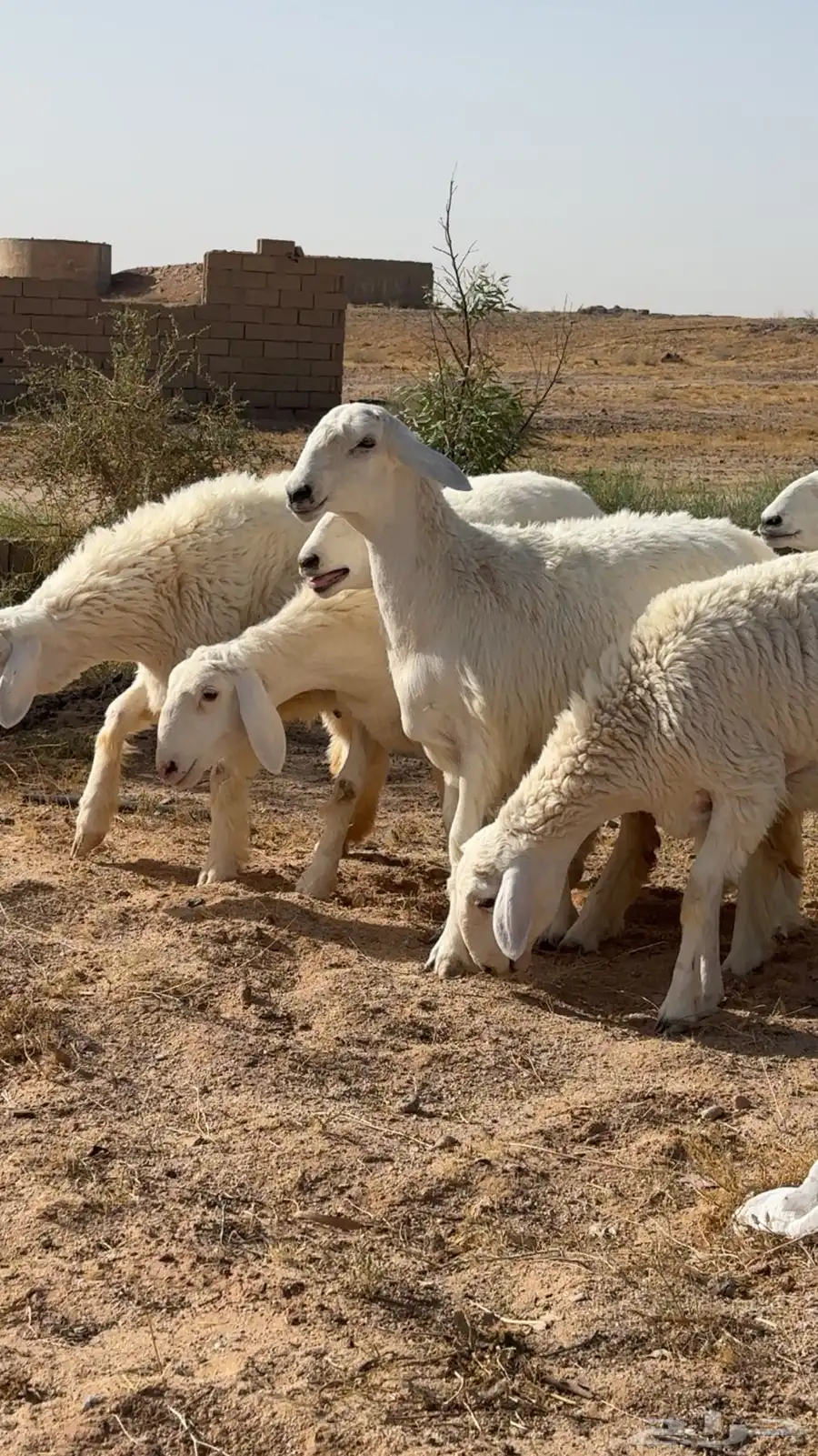 تم البيع 4