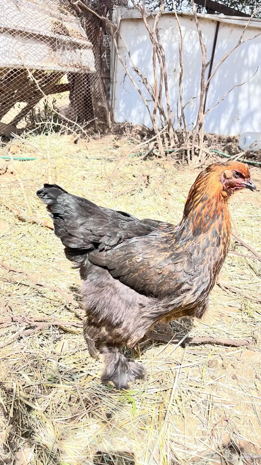 دجاج برهما 0