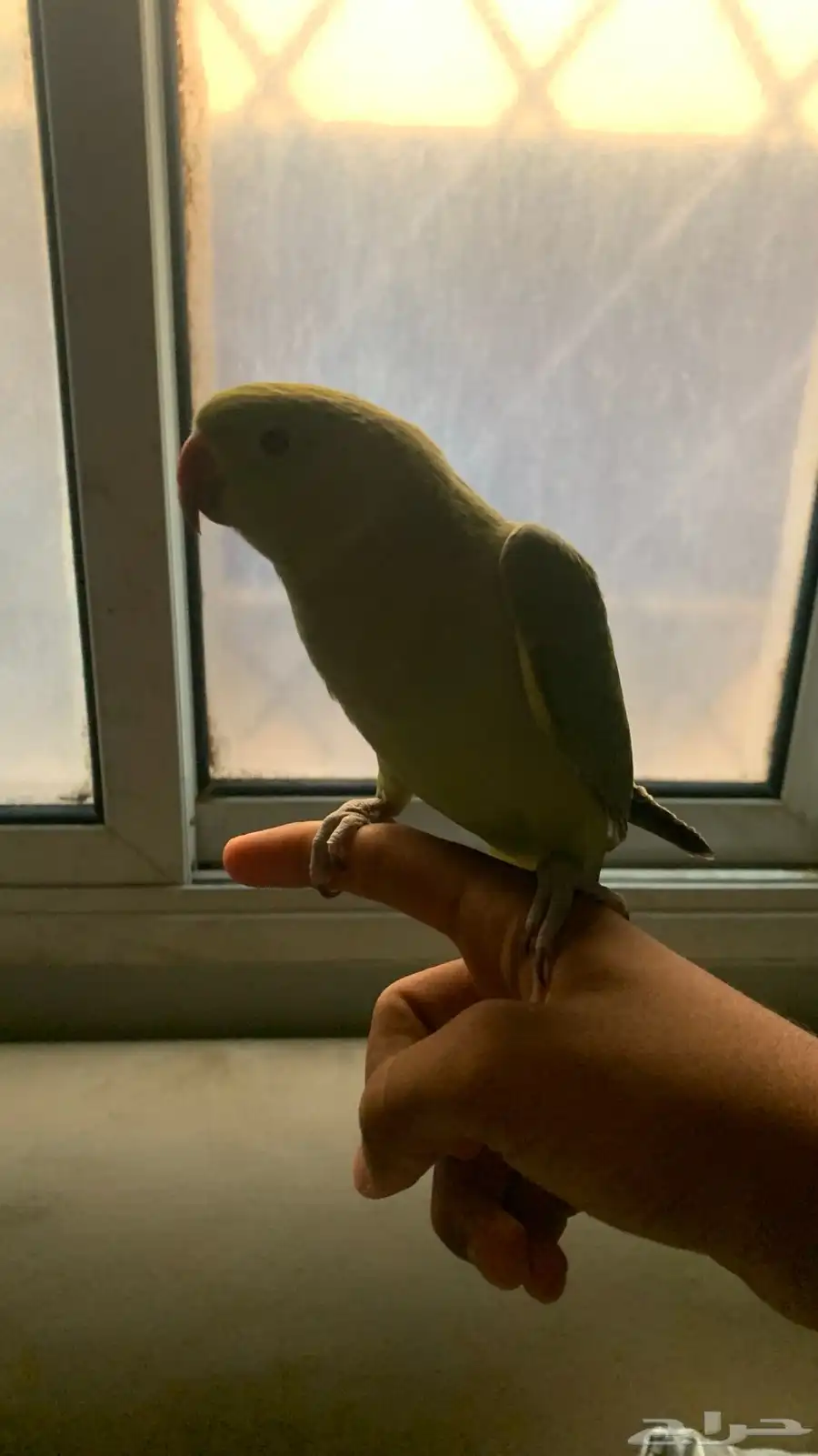 للبيع درة انثى 3