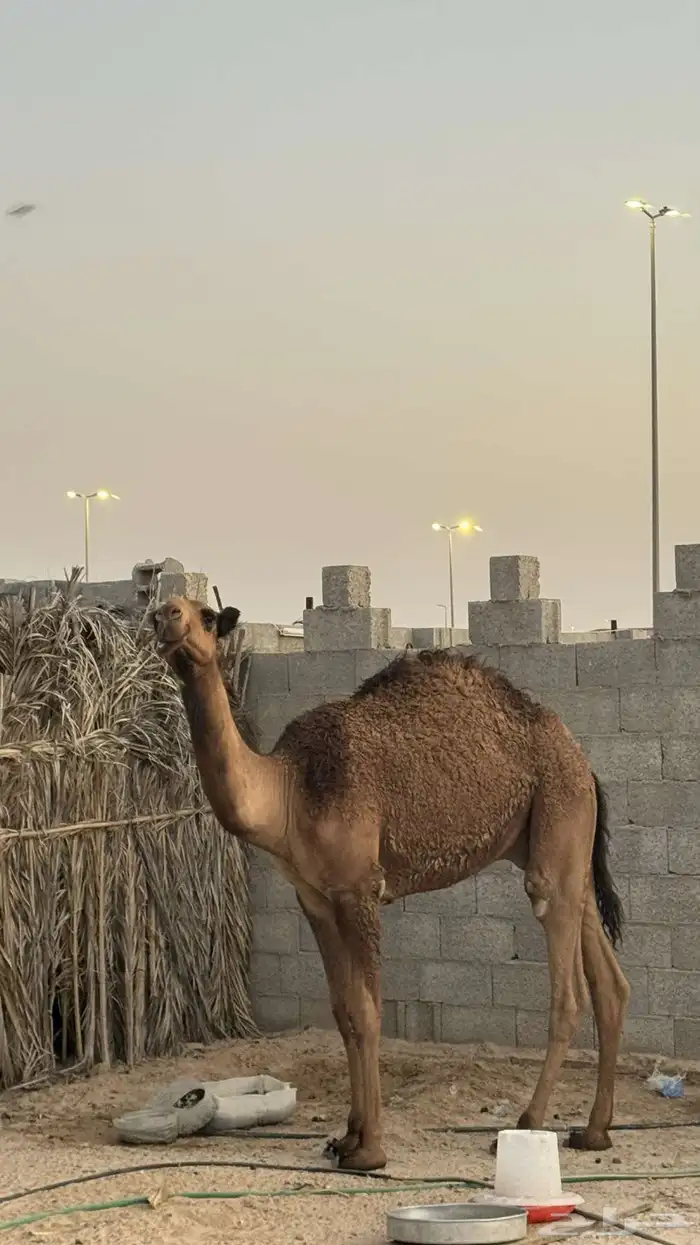 قعود للبيع 5