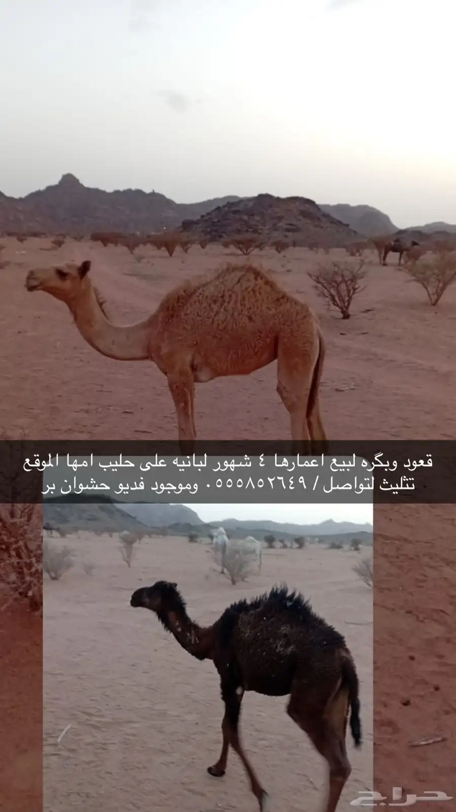 حشوان 0