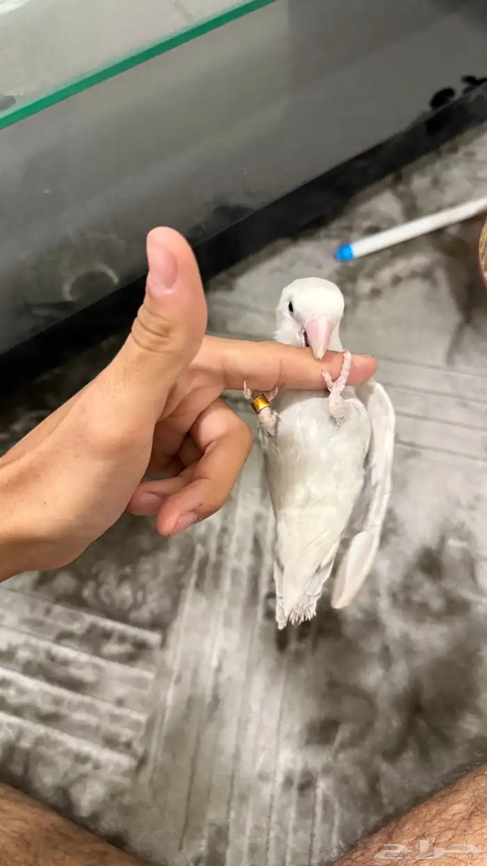طير روز 3