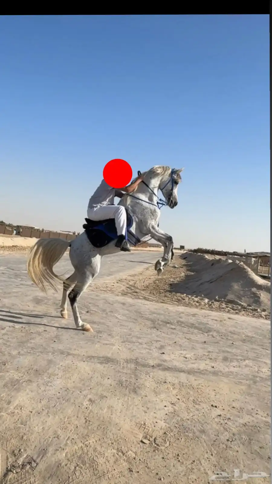 حصان 0