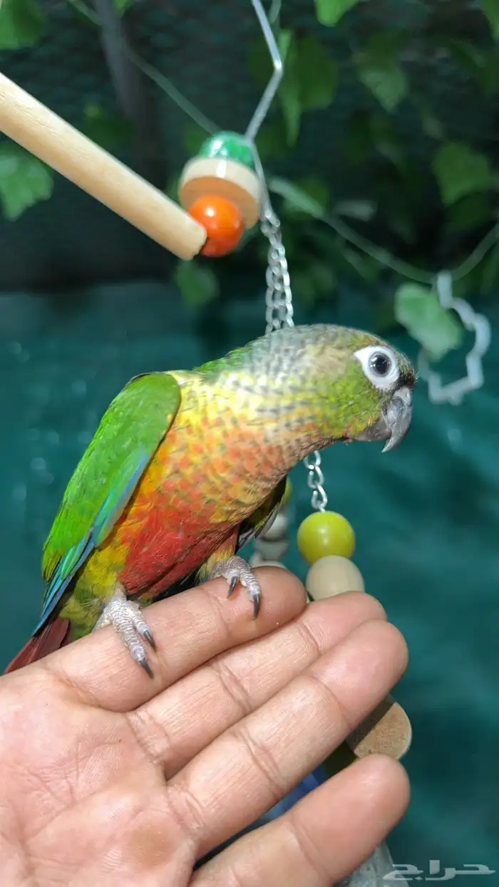 كروانات و كنيور اليفه هدد  تم البيع 6