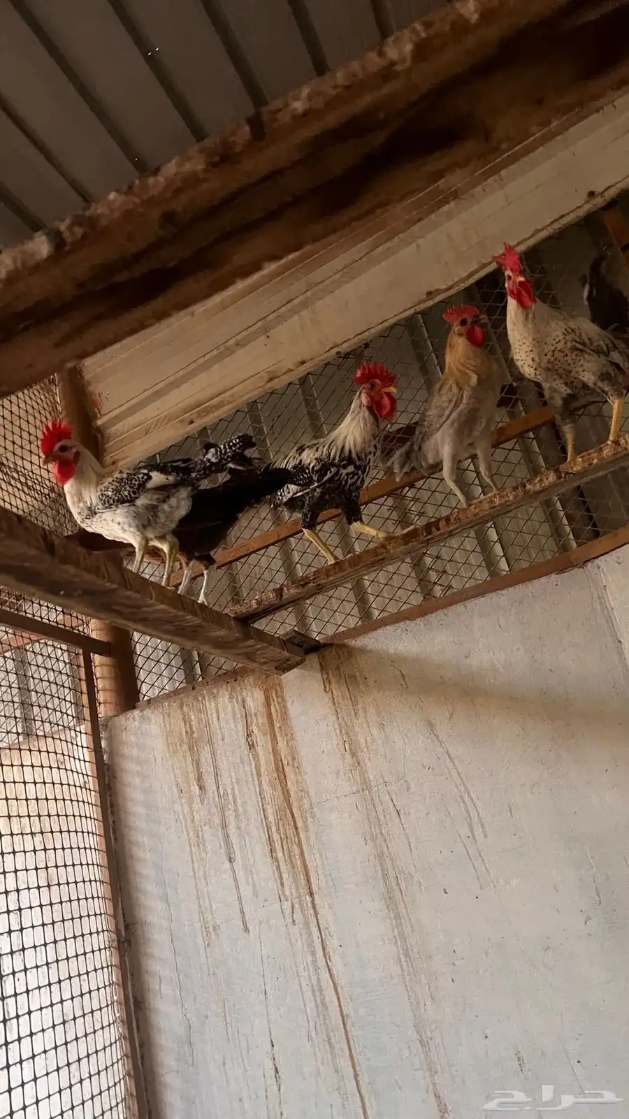 دياكه ودجاج حساوي للبيع 2