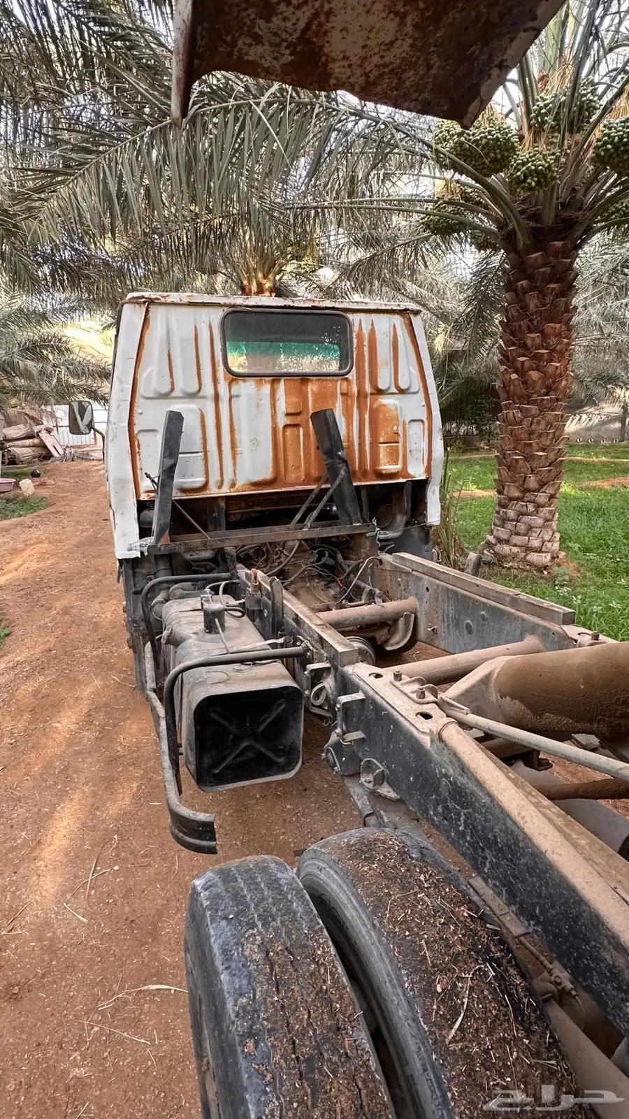 دينا قلاب 84 5