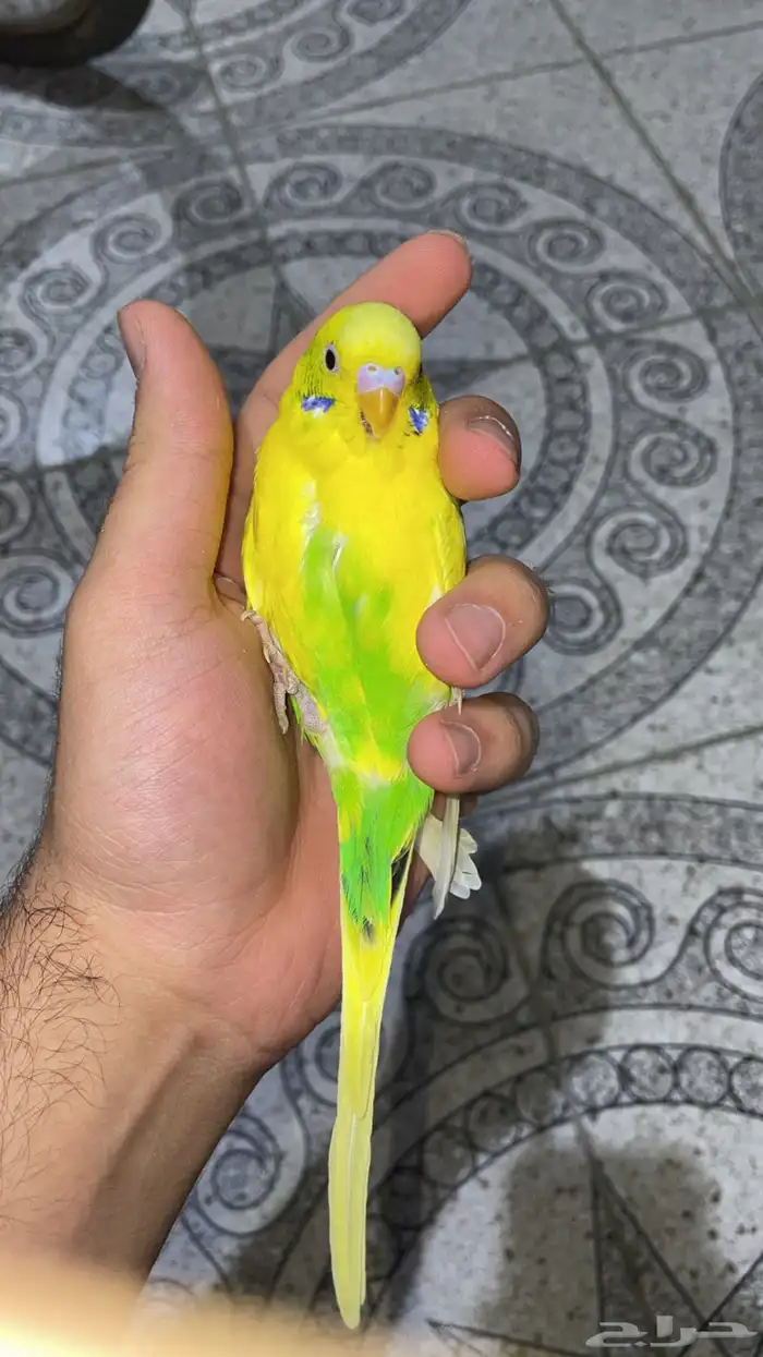 زوج بادجي 2