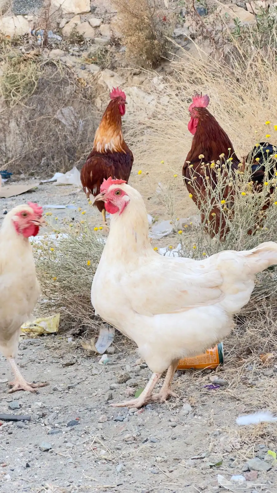 دجاج لوهمان بياض 6