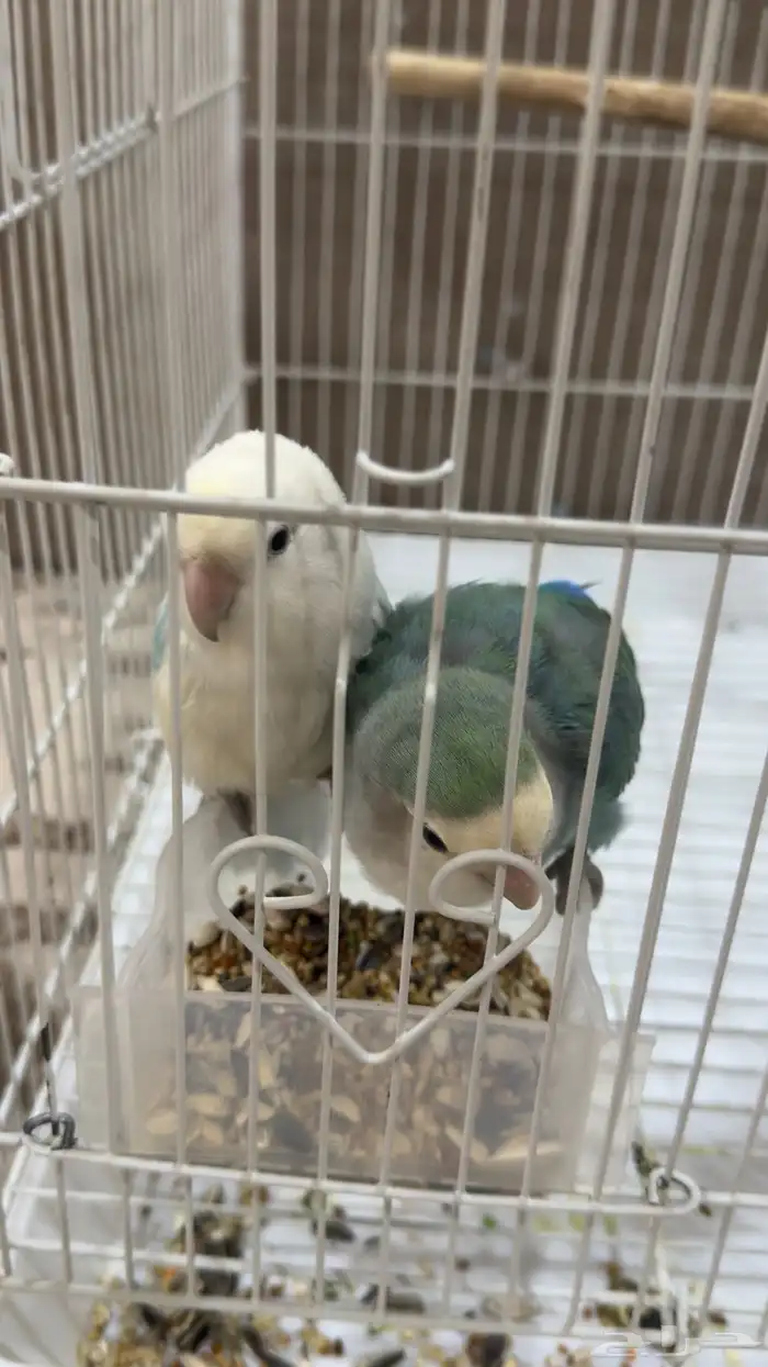 جوز روز 1