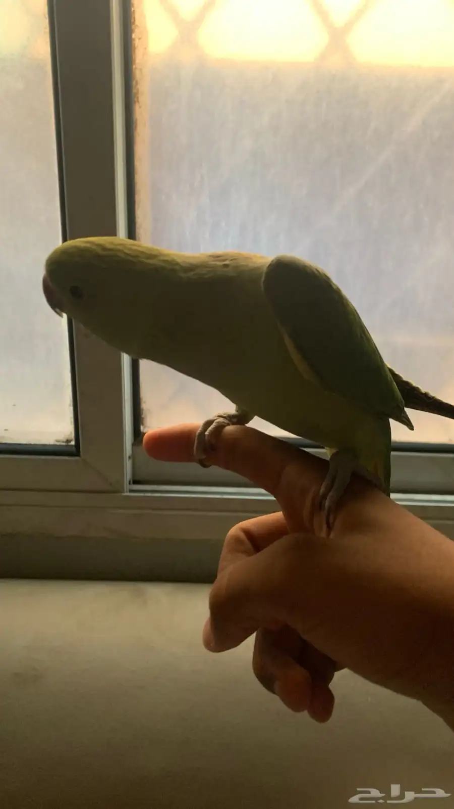 للبيع درة انثى 4