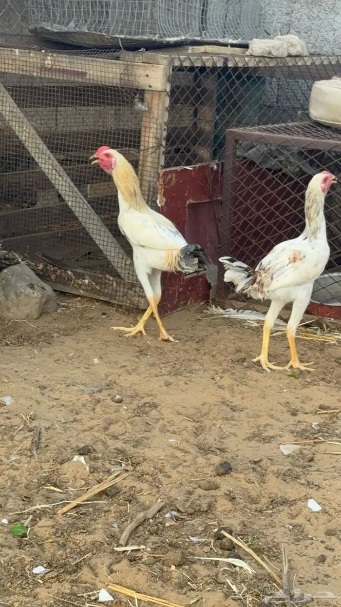 ديوك للبيع 2