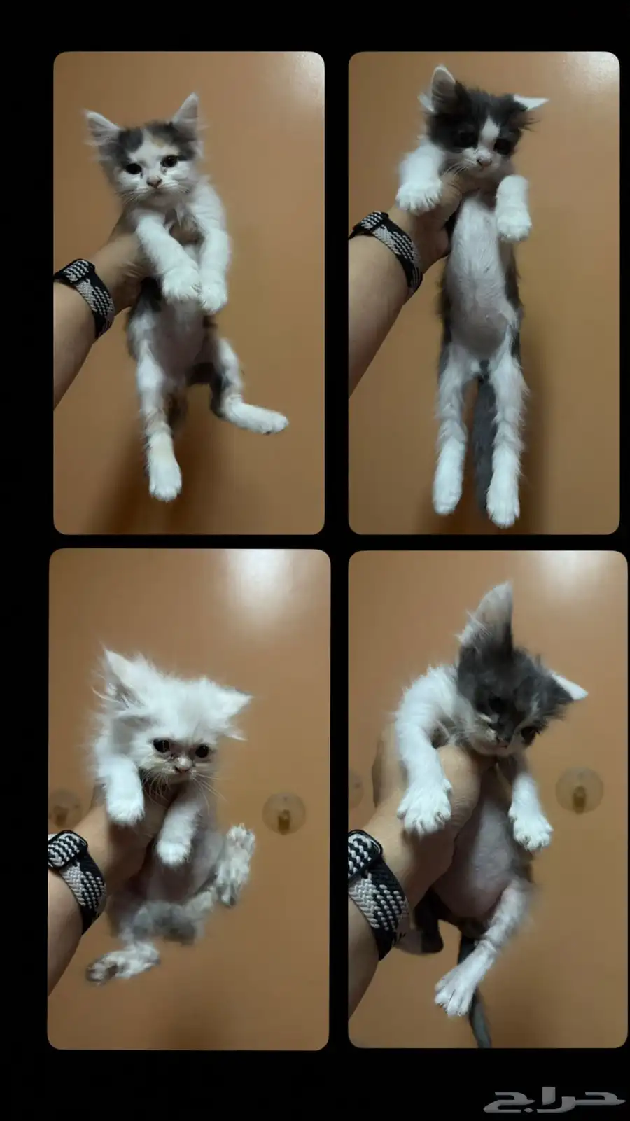 قطط للبيع صغيره 0