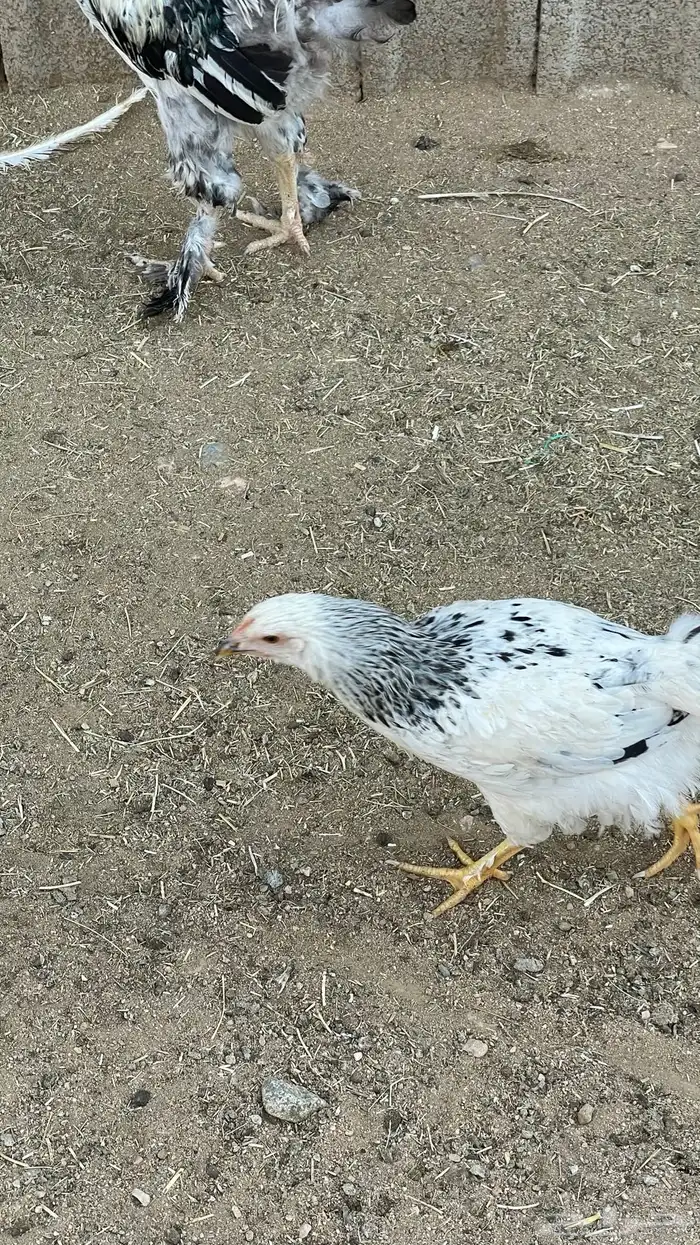 دجاج لوهمان 8