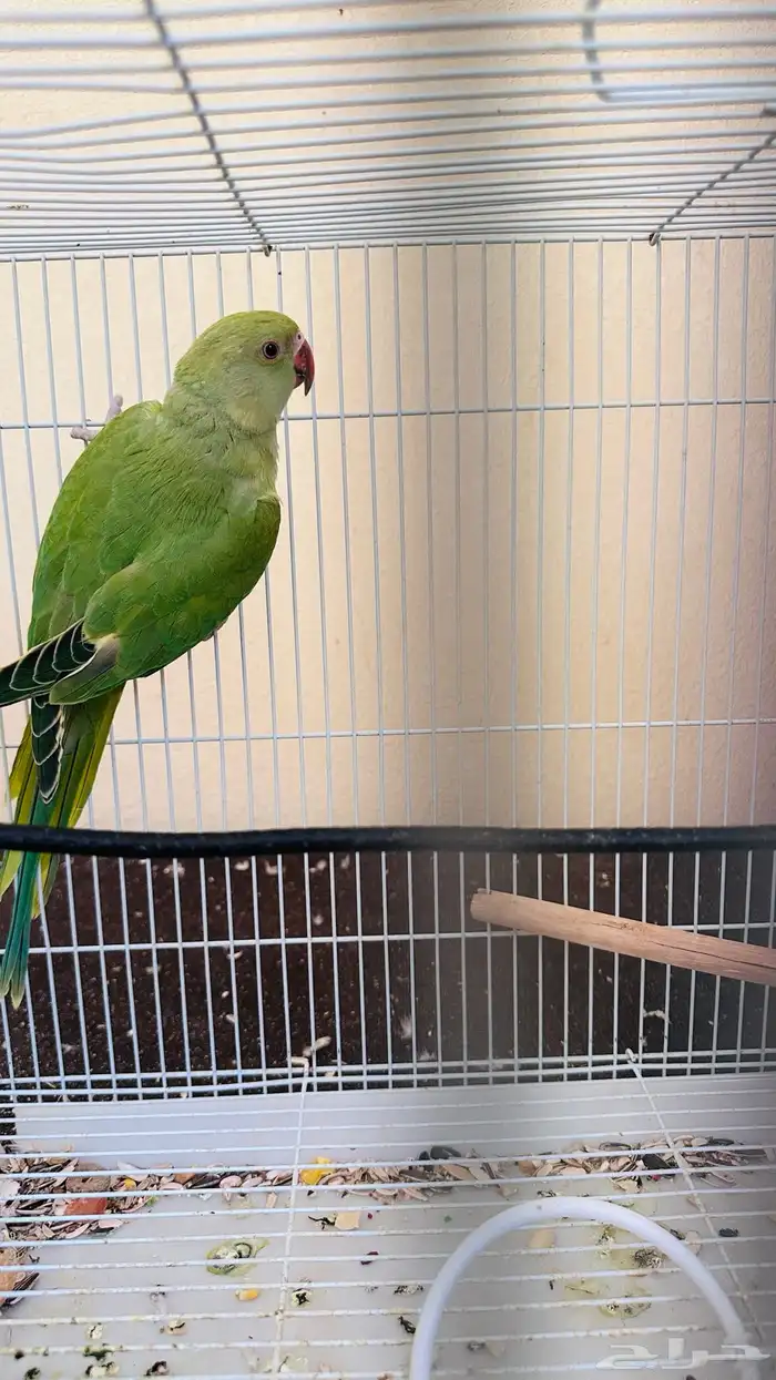 Parrot for selling 2