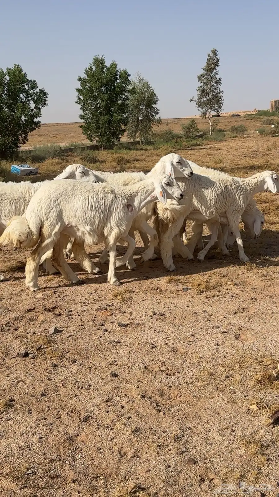 تم البيع 1