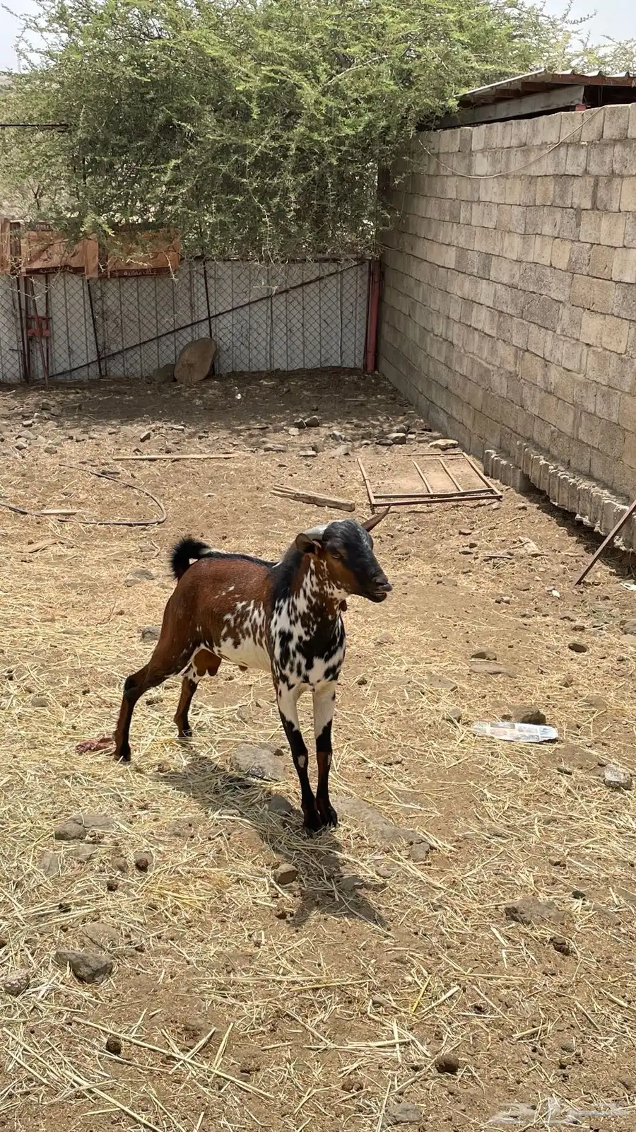 تيس 5