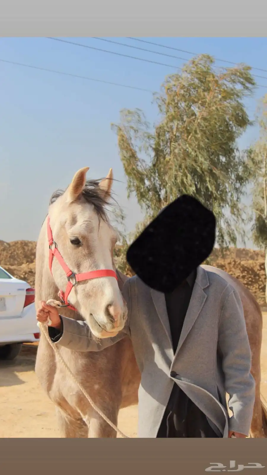 حصان شعبي 1