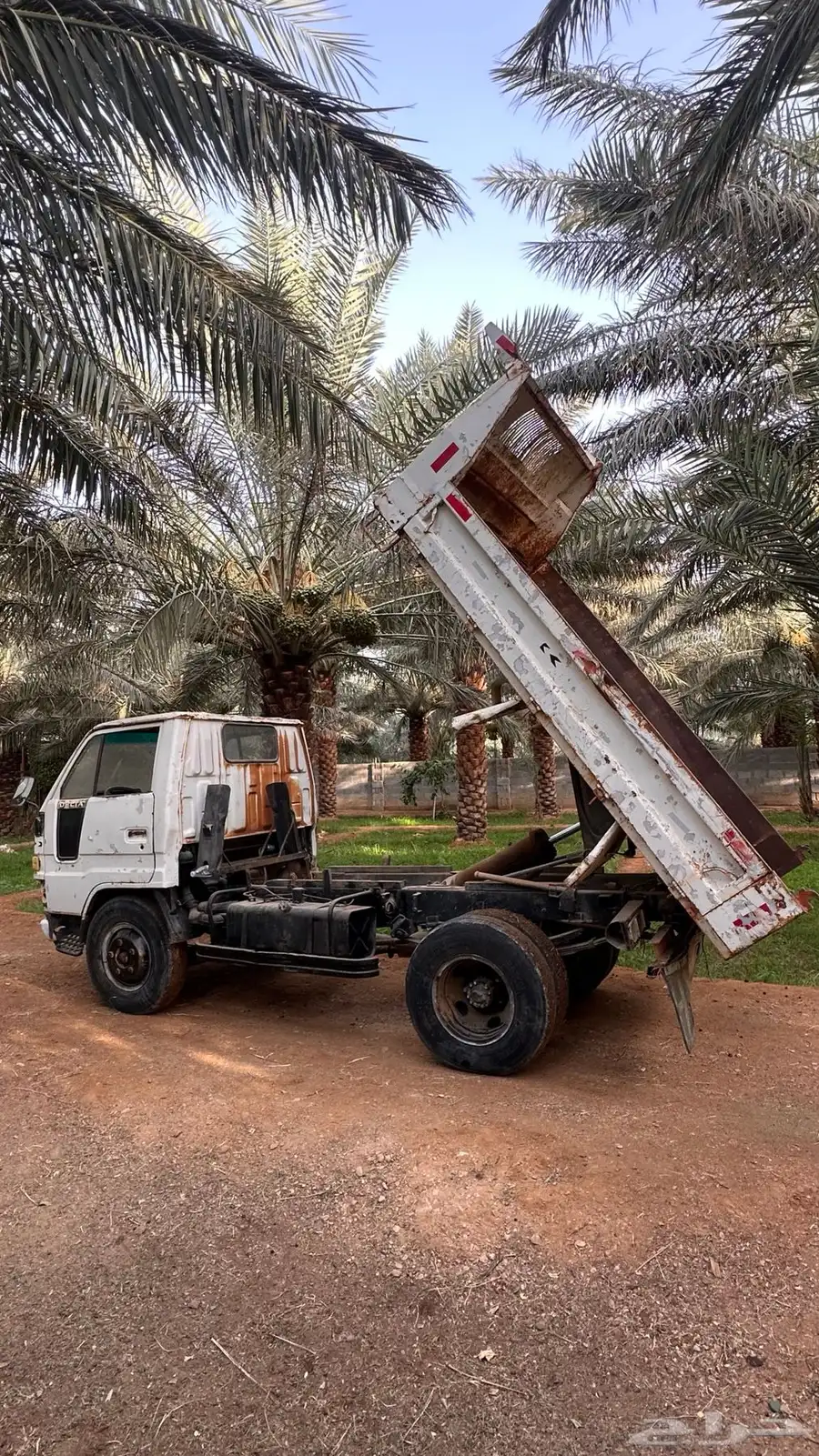 دينا قلاب 84 4