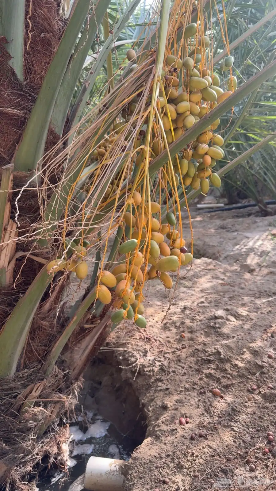 200 نخله صفري 3
