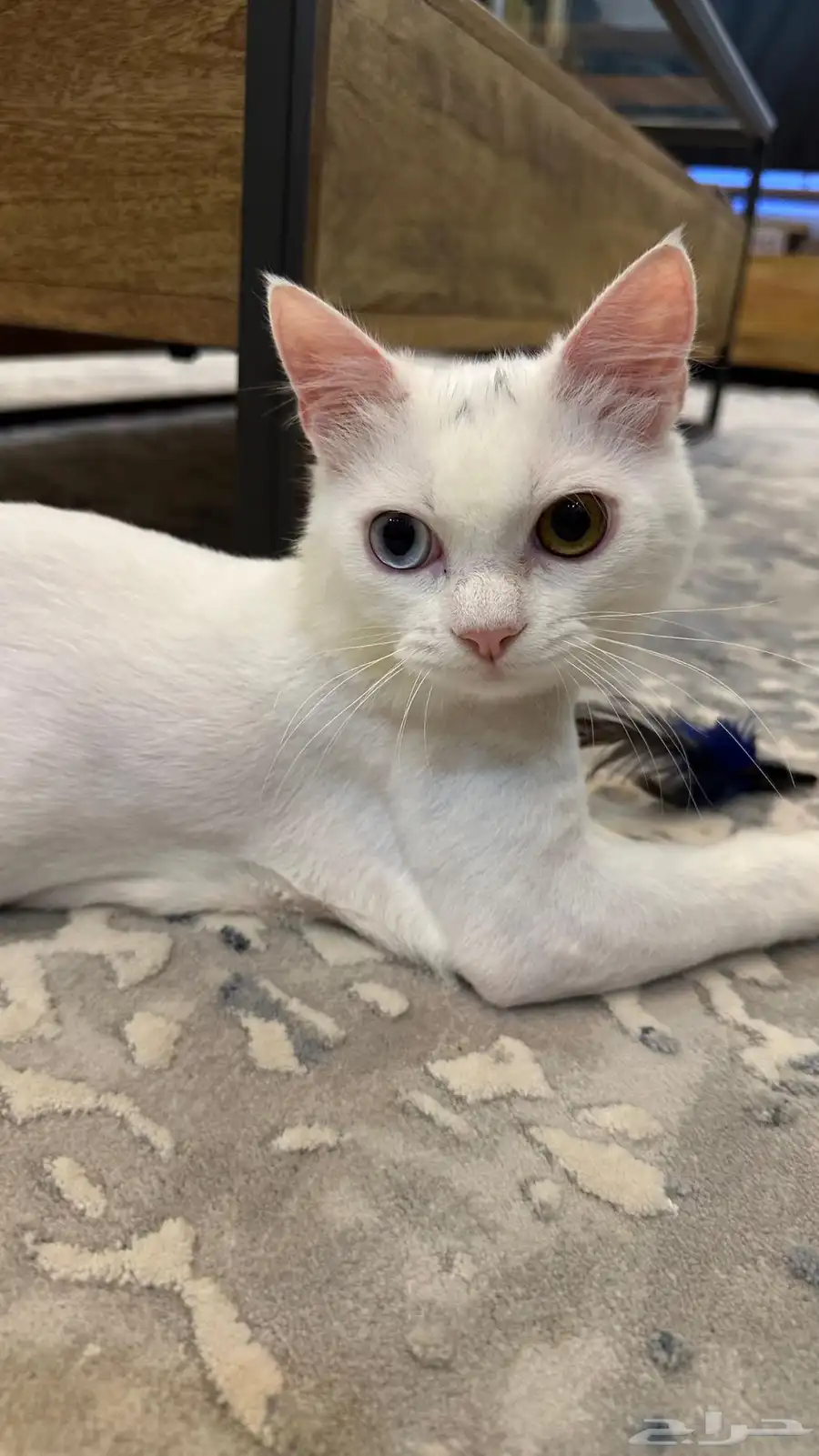 cat for adoption 1