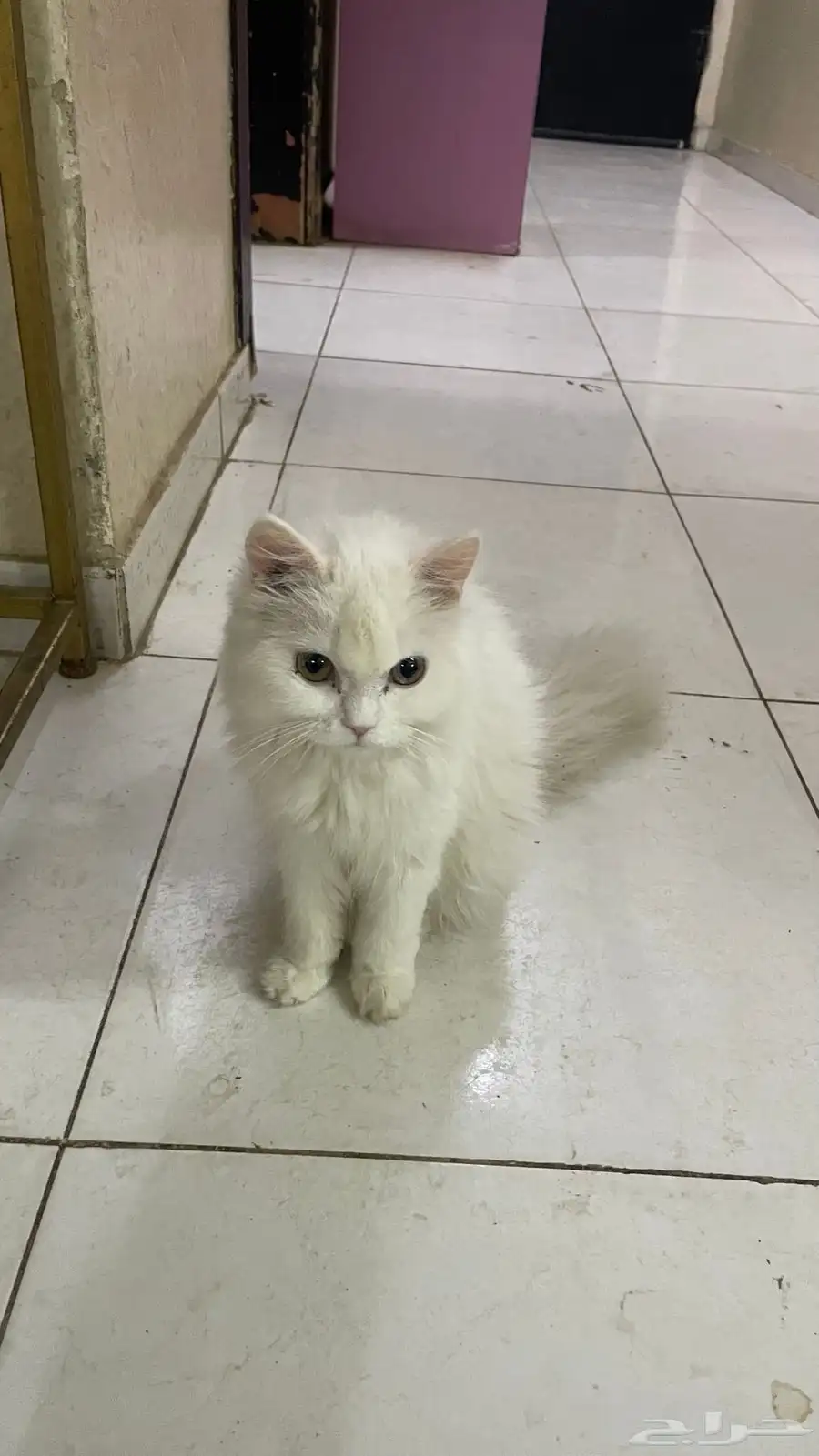 ام وبنتها للتبني 2
