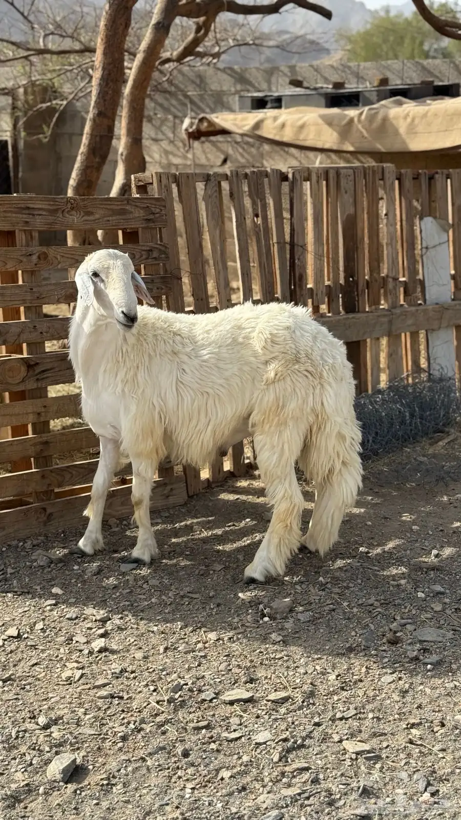 خروف فحل 1
