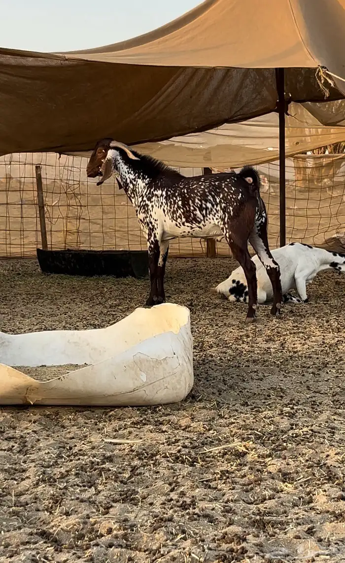 تيس فحل ادهم اوشح فاخر نادر 2