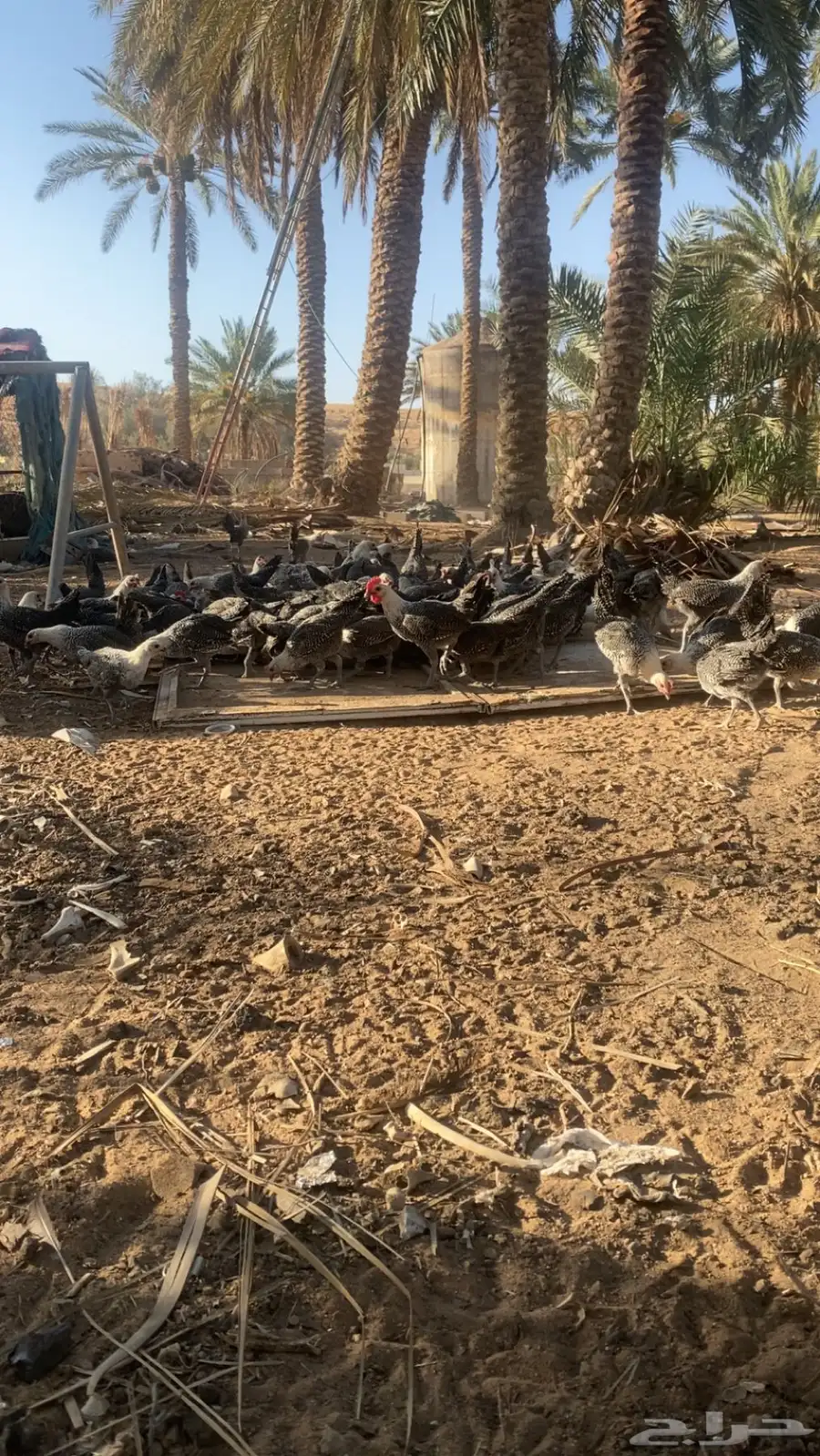 دجاج فيومي 1