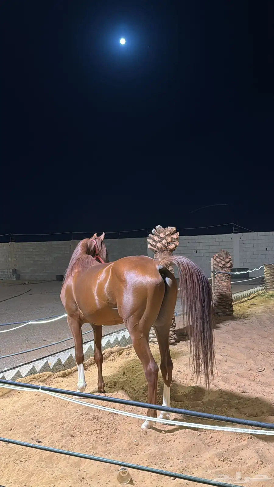 حصان 0