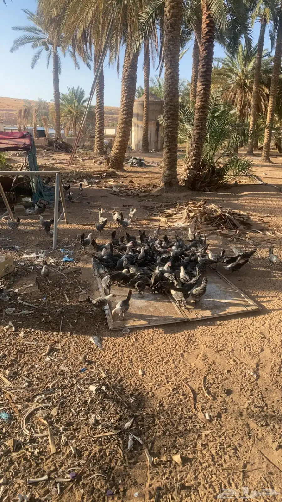 دجاج فيومي 2