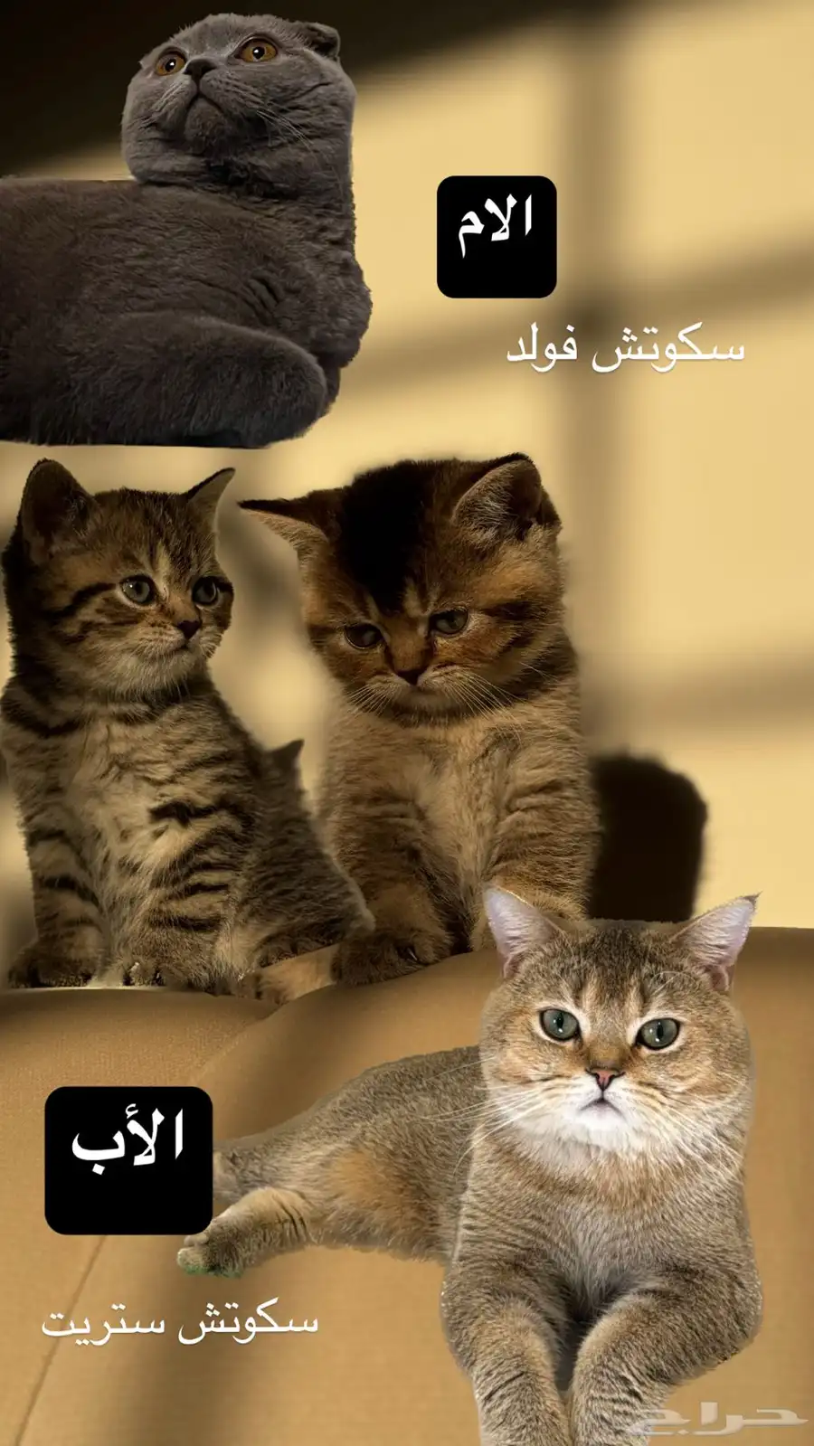 قطط ذكور سكوتش 7