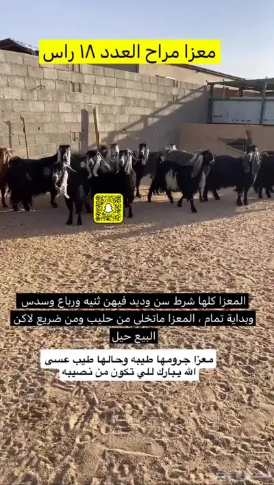 معزا مراح كلها شرط سن وديد 0