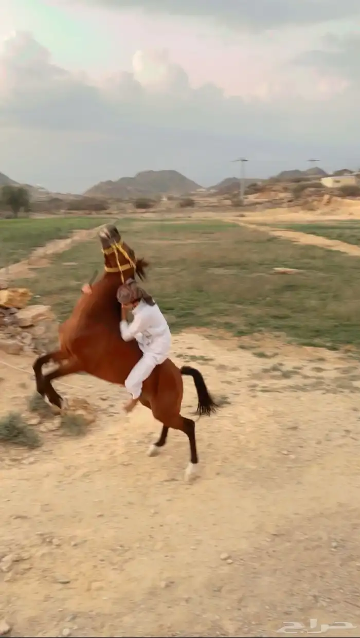 خيل للبيع 4