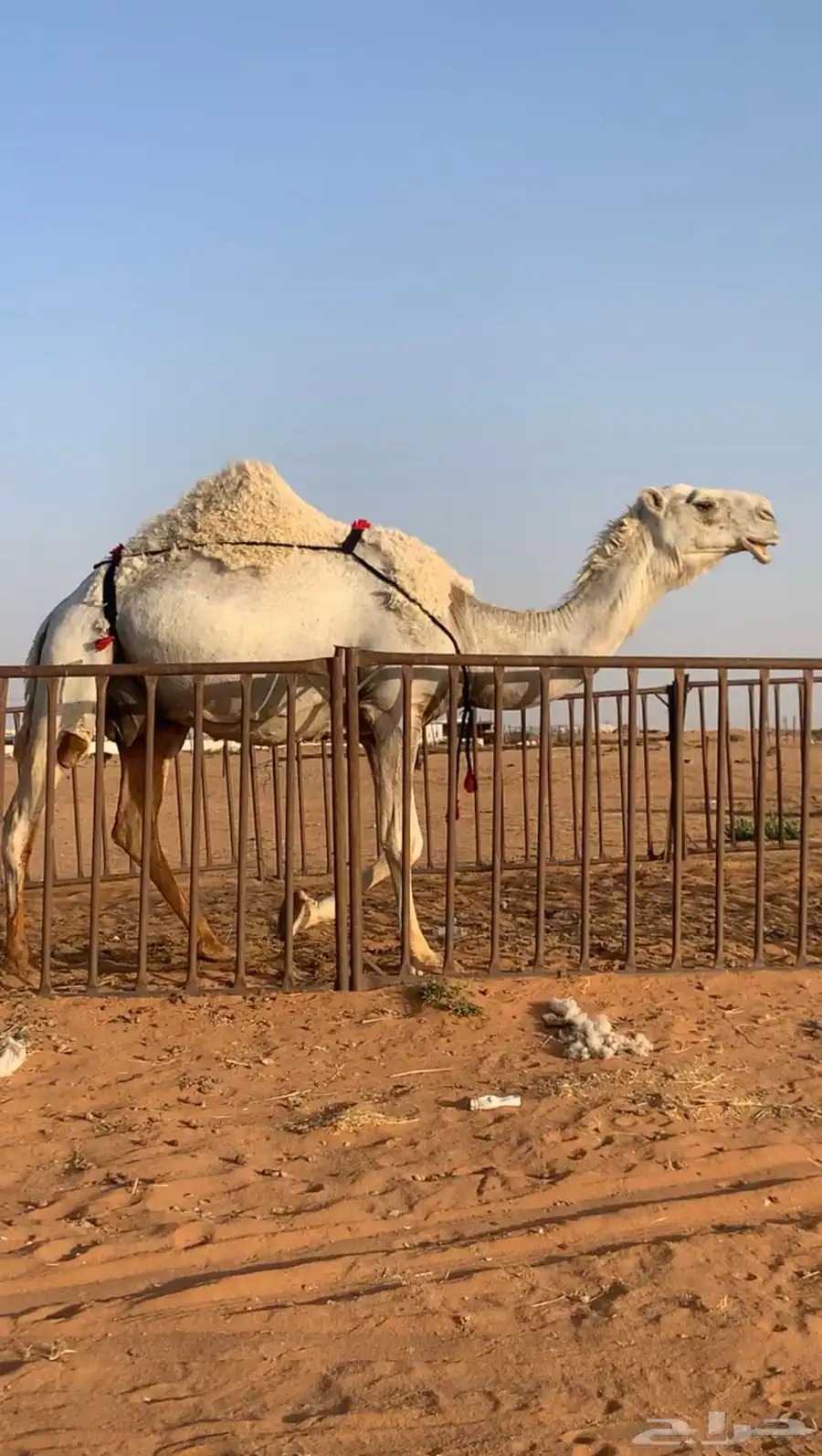 ناقه 0