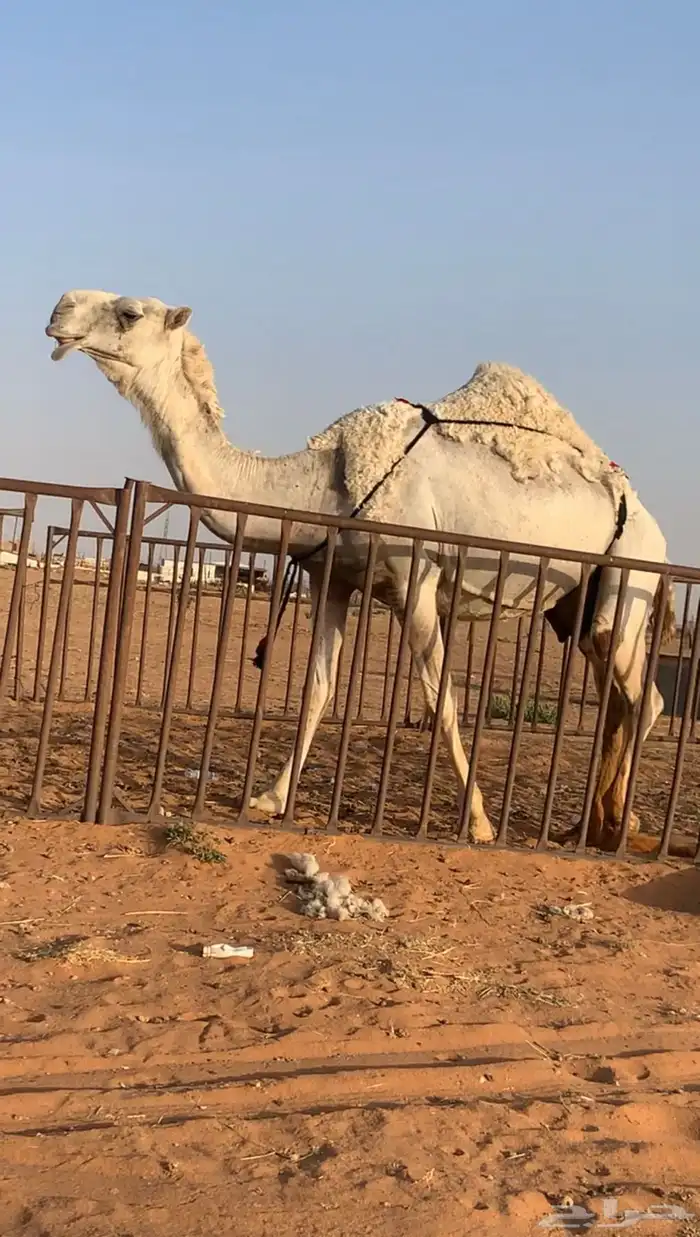 ناقه 1